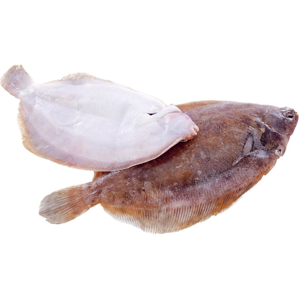 Doggerscharbe (Hippoglossoides platessoides) met hoofd, ontd