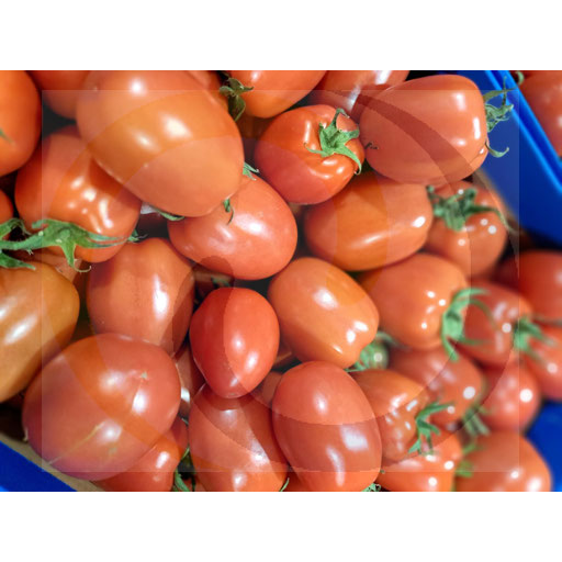 Rode Lima-tomaat ongeveer 6 kg Polen