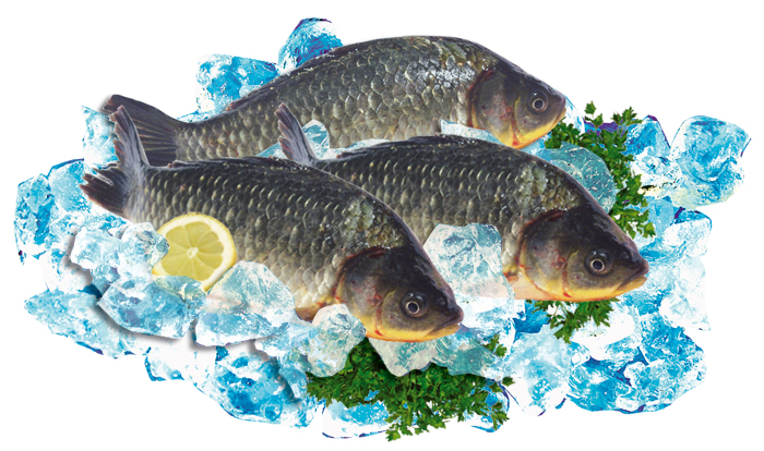 Свежий карась