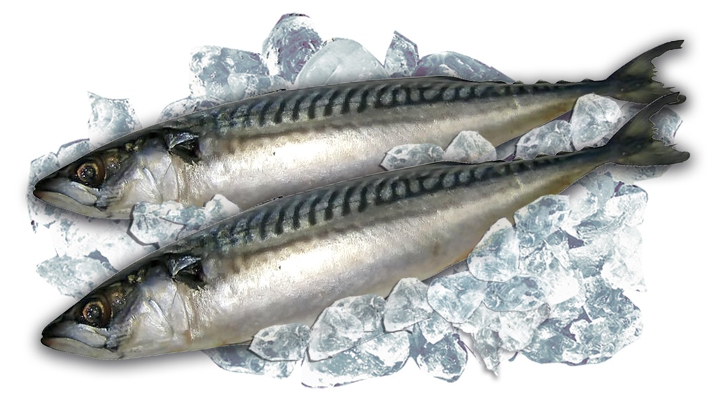Makreel, (scomber scombrus), diepgevroren