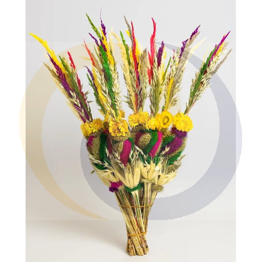 Paas Palm PAL 28 hoogte 60cm