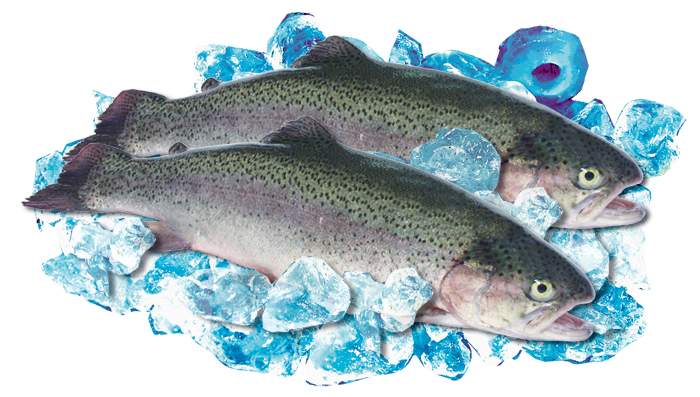 Verse forellen (Salmo trutta)