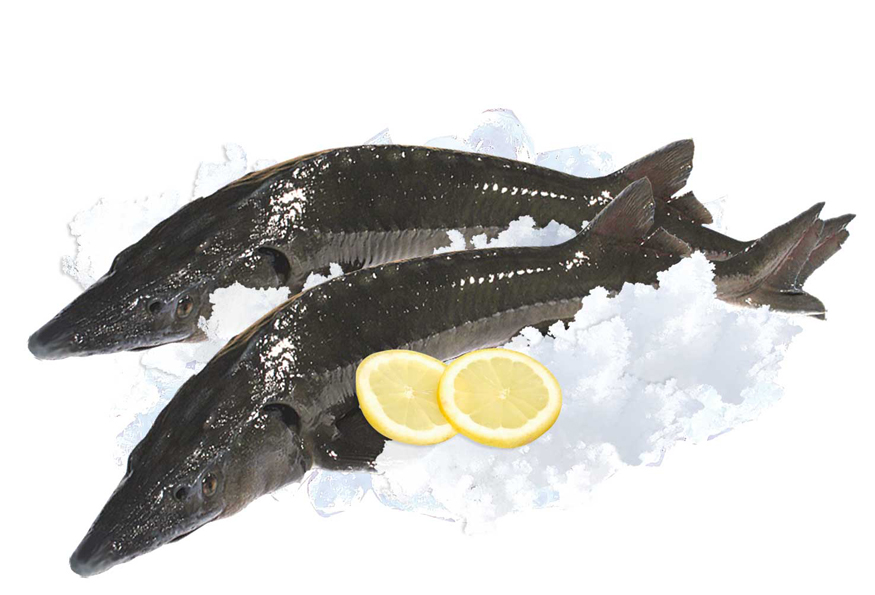 Свежий осётр