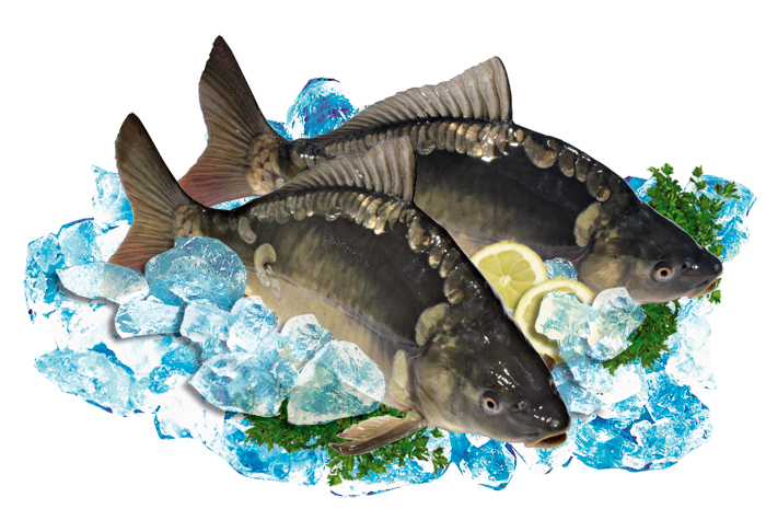 Verse karper (Cyprinus carpio)