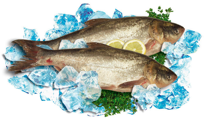 Zilverkarper steaks ""Tolstolobik"" (Cyprinus carpio)