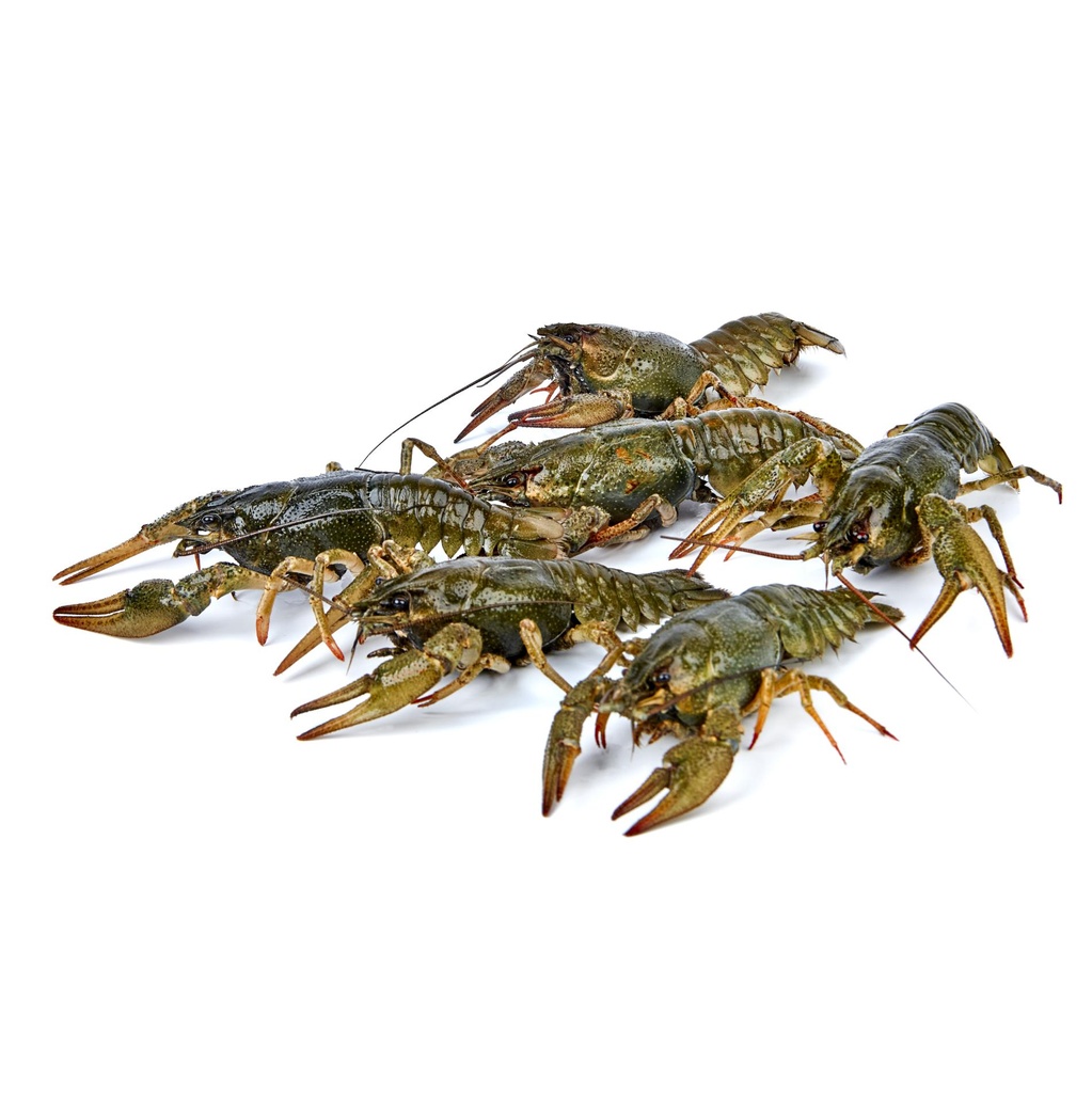 Rivierkreeft