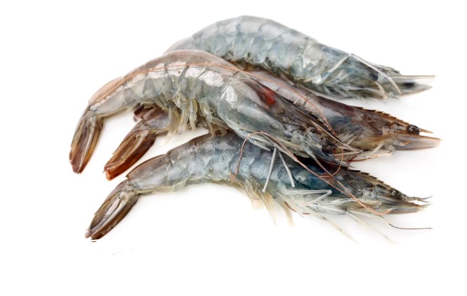 Garnalen rauw