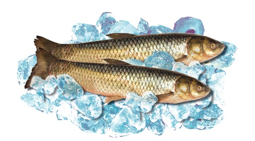 Свежий белый амур