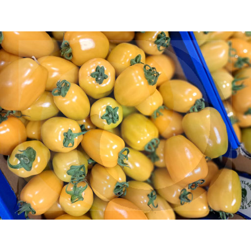 Lima tomaat geel ongeveer 6 kg Polen