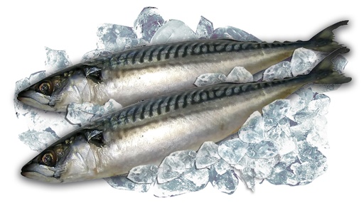 Makreel, (scomber scombrus), diepgevroren