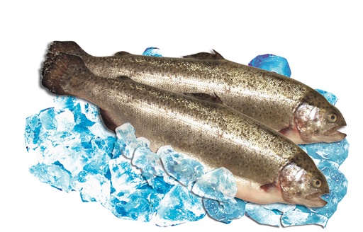 Zalmforel vers