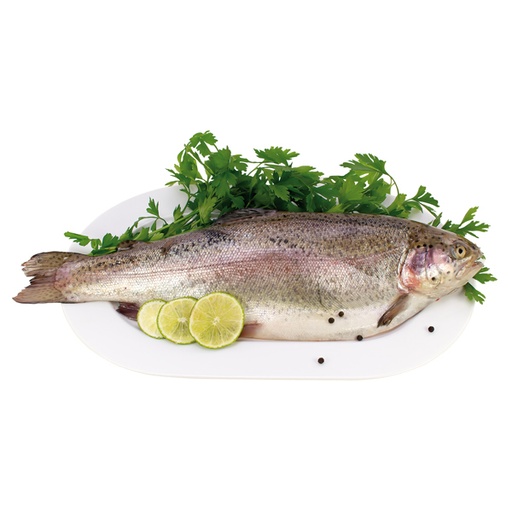 Zalmforel