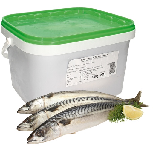 Makreel (Scomber scombrus) niet ontdaan van ingewanden, gezo